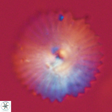 Davidbukrya perpolitus 71249
