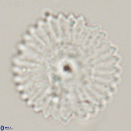 Davidbukrya perpolitus 71243