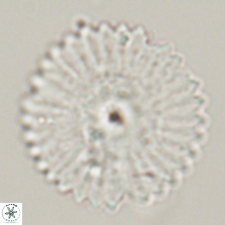 Davidbukrya perpolitus 71243