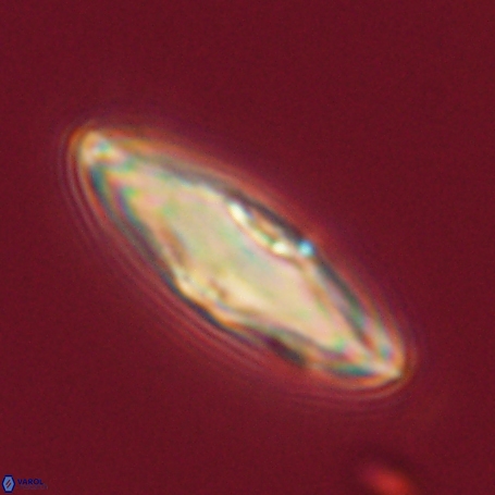 Davidbukrya perpolitus 71257