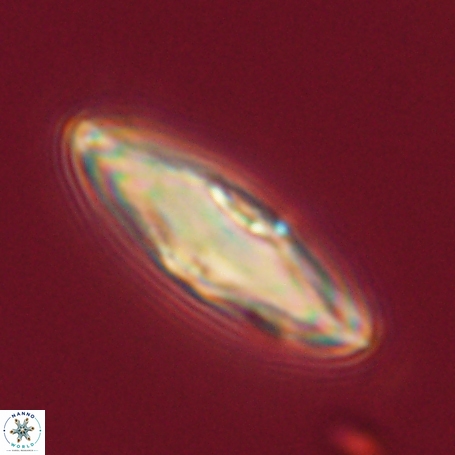 Davidbukrya perpolitus 71257