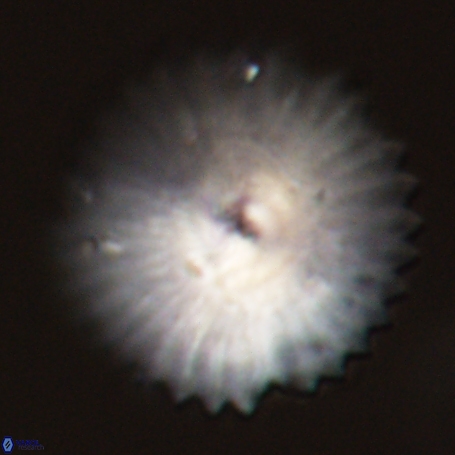 Davidbukrya perpolitus 71250