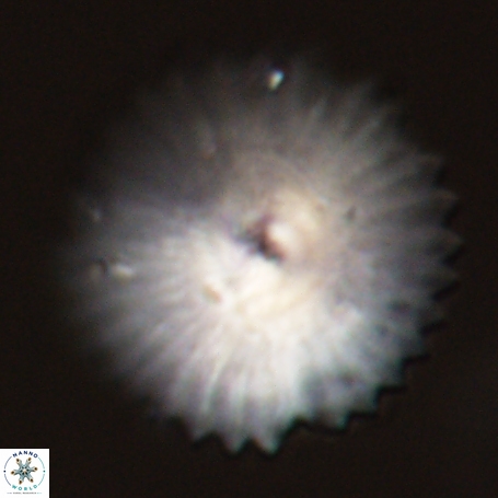 Davidbukrya perpolitus 71250