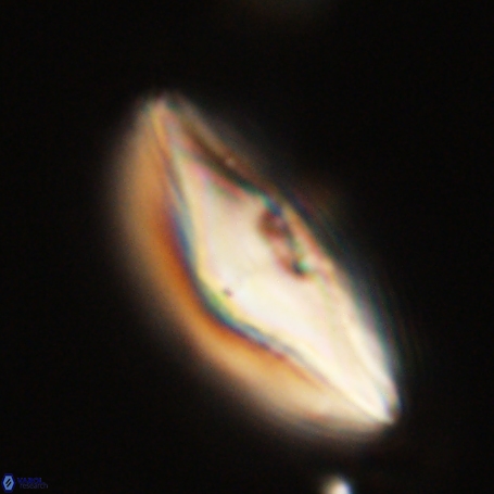 Davidbukrya perpolitus 71251