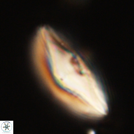 Davidbukrya perpolitus 71251