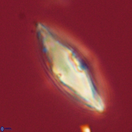 Davidbukrya perpolitus 71252