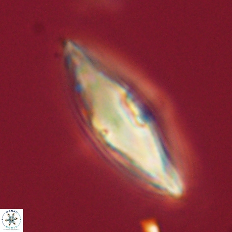 Davidbukrya perpolitus 71252