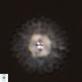 Davidbukrya protomultiradiatus 57898