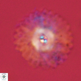Davidbukrya protomultiradiatus 57899