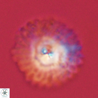 Davidbukrya protomultiradiatus 57900