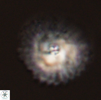 Davidbukrya protomultiradiatus 57901