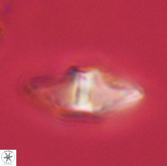 Davidbukrya protomultiradiatus 57904
