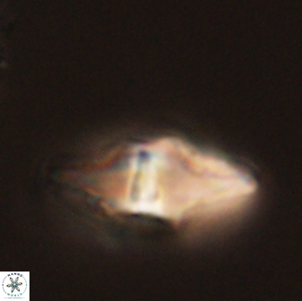 Davidbukrya protomultiradiatus 57905