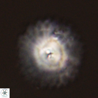 Davidbukrya protomultiradiatus 57906