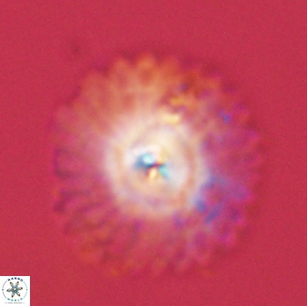 Davidbukrya protomultiradiatus 57907