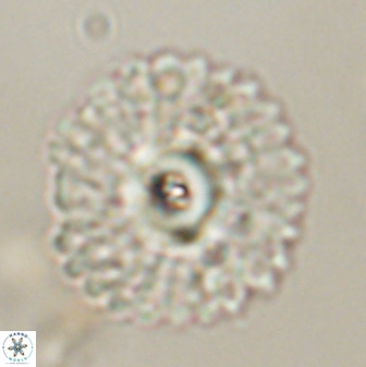 Davidbukrya protomultiradiatus 57908