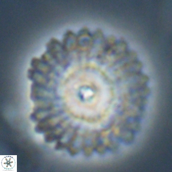 Davidbukrya protomultiradiatus 57909