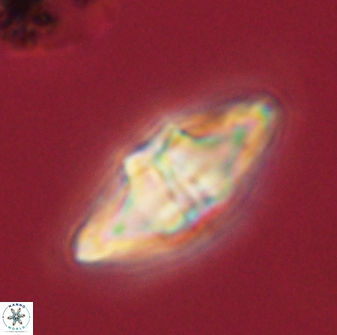 Davidbukrya protomultiradiatus 57910