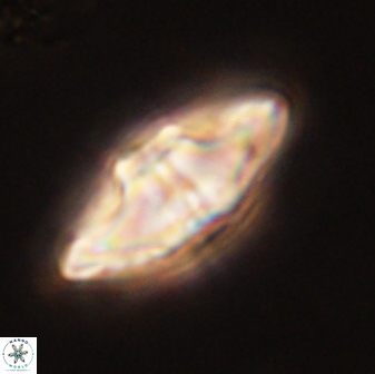 Davidbukrya protomultiradiatus 57911