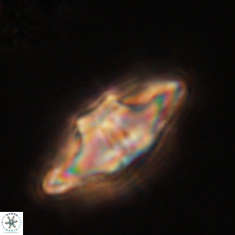 Davidbukrya protomultiradiatus 57912