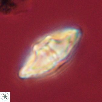 Davidbukrya protomultiradiatus 57913