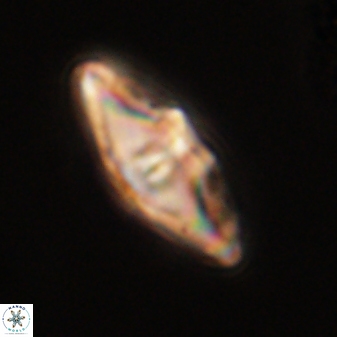 Davidbukrya protomultiradiatus 57915