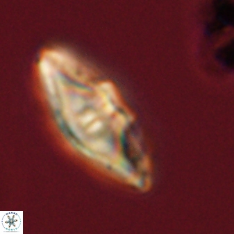 Davidbukrya protomultiradiatus 57916