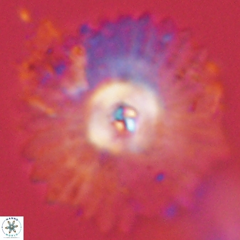 Davidbukrya protomultiradiatus 58597