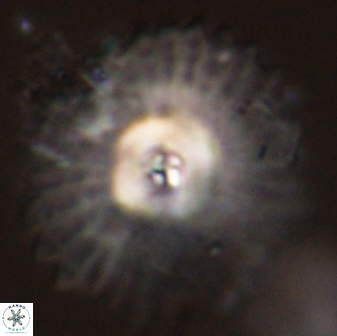 Davidbukrya protomultiradiatus 58598