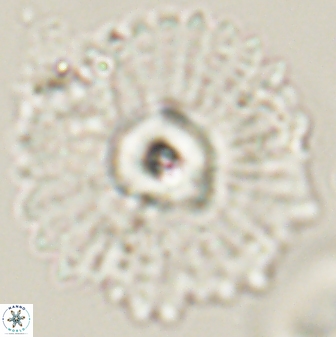 Davidbukrya protomultiradiatus 58600