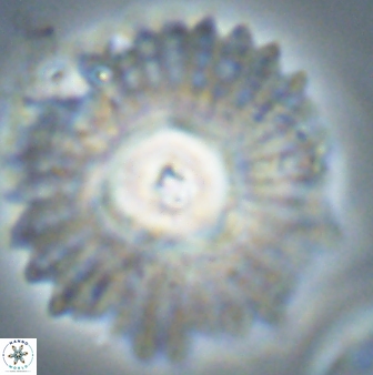 Davidbukrya protomultiradiatus 58601