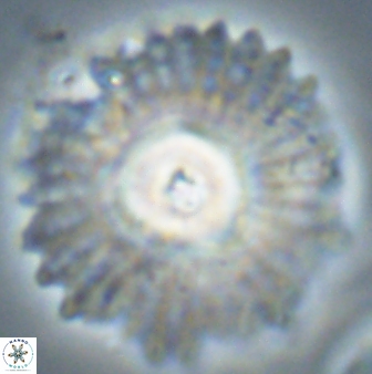 Davidbukrya protomultiradiatus 58602