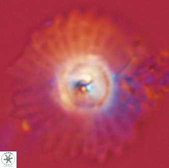 Davidbukrya protomultiradiatus 58604