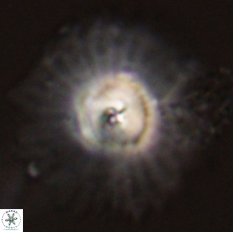 Davidbukrya protomultiradiatus 58605