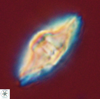 Davidbukrya protomultiradiatus 58608