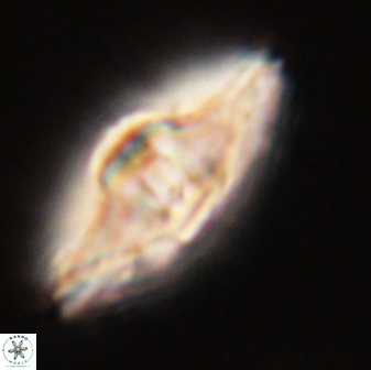Davidbukrya protomultiradiatus 58609