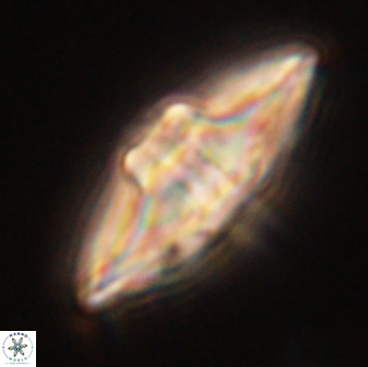 Davidbukrya protomultiradiatus 58610