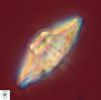 Davidbukrya protomultiradiatus 58611