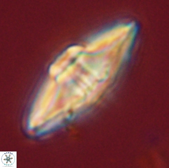 Davidbukrya protomultiradiatus 58612