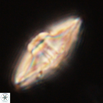 Davidbukrya protomultiradiatus 58613
