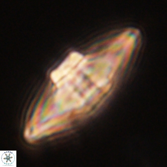 Davidbukrya protomultiradiatus 58614