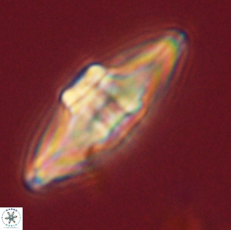 Davidbukrya protomultiradiatus 58615