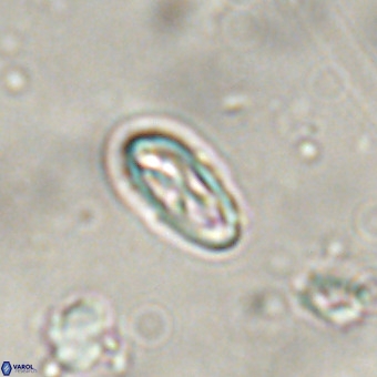 Davidhakania eosaepes VR 690
