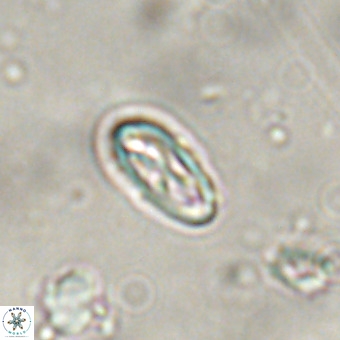 Davidhakania eosaepes VR 690