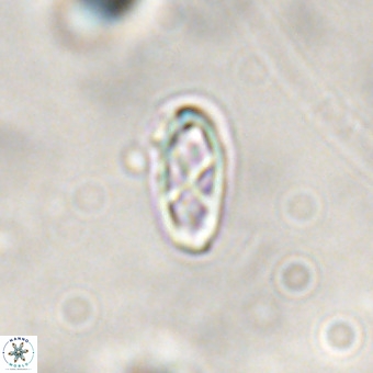 Davidhakania saepes VR 841