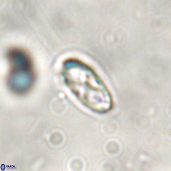 Davidhakania saepes VR 843
