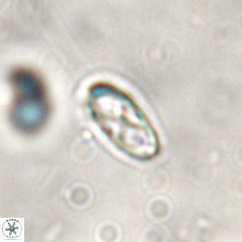 Davidhakania saepes VR 843
