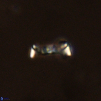 Davidhakania saepes VR 852