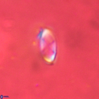Davidhakania saepes VR 834