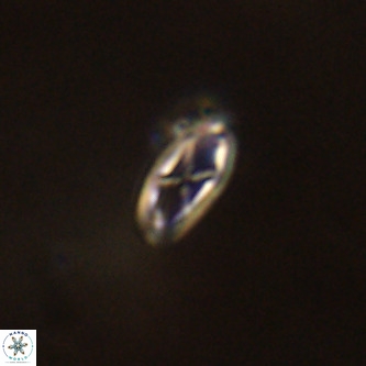 Davidhakania saepes VR 837